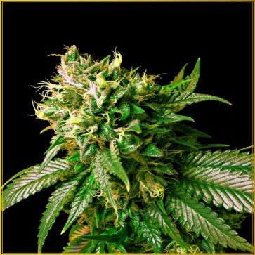 Cannabis Seeds Strong Skunk Feminised